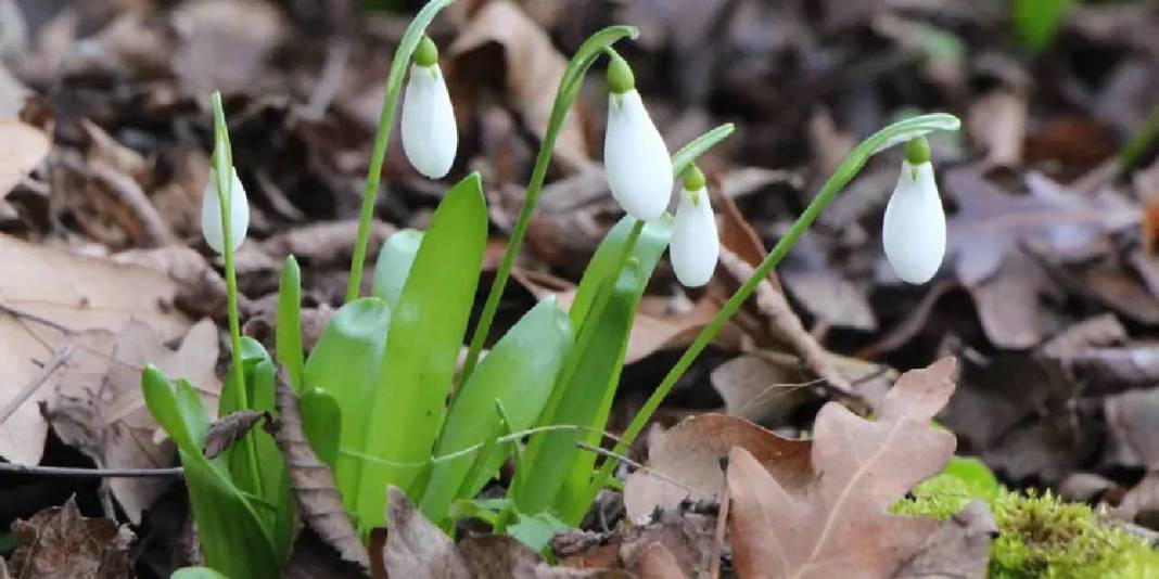 ‘Milli servet’ kendini gösterdi: Kar suları eridi doğada şölen görüntülendi! 2